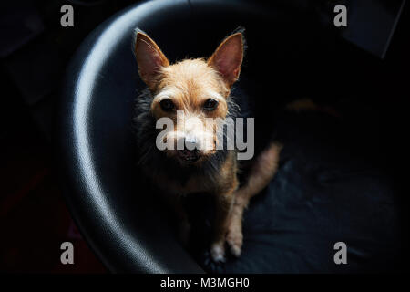 Grouchy animal terrier bâtard assis sur fauteuil en regardant la caméra. Banque D'Images