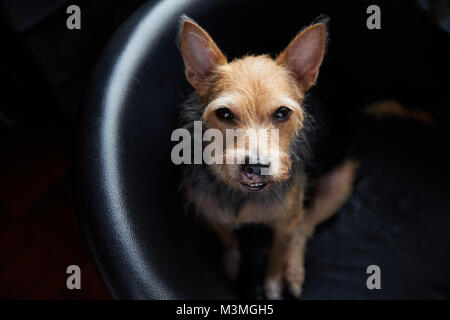 Grouchy animal terrier bâtard assis sur fauteuil en regardant la caméra. Banque D'Images