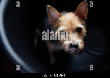 Grouchy animal terrier bâtard assis sur fauteuil en regardant la caméra. Banque D'Images