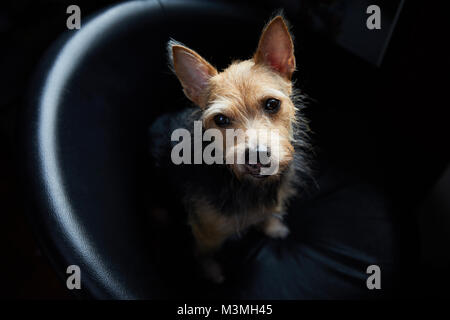 Grouchy animal terrier bâtard assis sur fauteuil en regardant la caméra. Banque D'Images