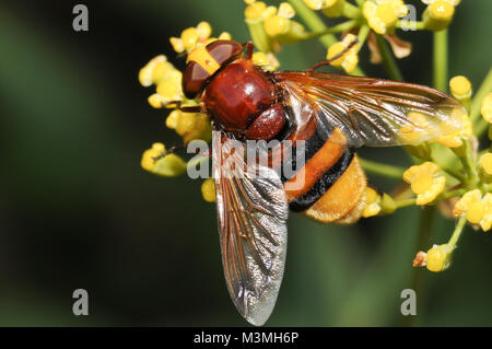 Un hornet imitant hoverfly - maintenant établi en Grande-Bretagne - se nourrissant de nectar. Celui photographié en Espagne. Banque D'Images