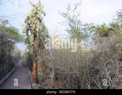 Des plantes énormes d'Opuntia ou figuier de Barbarie (Opuntia echios var. gigantea) poussent dans la zone aride de Santa Cruz parmi des arbustes épineux par le chemin pavé de à Banque D'Images