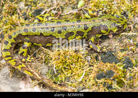 Marbled newt - une grande et belle espèce se trouvant à des altitudes en France et nord de l'Espagne (Picos de Europa ici). Les femelles ont un dos dénudé. Banque D'Images