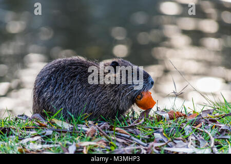 Petit jeune ragondin mangeant une carotte. Sur l'arrière-plan est une rivière. L'environnement naturel. Aussi connu comme le ragondin ou Myocastor coypus. Banque D'Images
