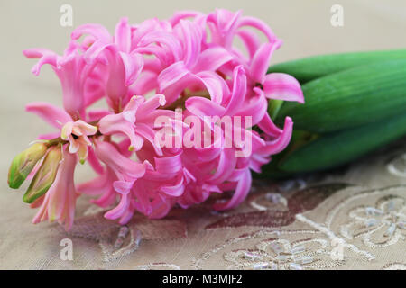 Jacinthe rose fleur, closeup Banque D'Images