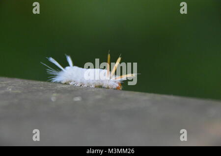 Un livre blanc avec des cornes jaune caterpillar pointilleux sur sa tête et cornes blanches sur la queue. C'est marcher sur un pont, mais vous ne pouvez pas voir le pont. Banque D'Images