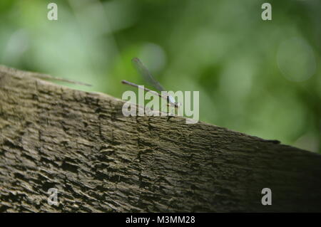Une photo d'une petite libellule. L'insecte est bleu et marron et est assis sur un rocher gris-brun avec le feuillage vert en arrière-plan. Banque D'Images