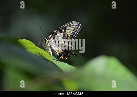 Un papillon jaune et orange assis sur une feuille verte avec une feuille verte floue au premier plan. Banque D'Images