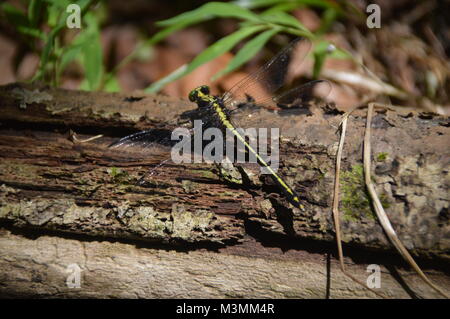 Un livre vert et noir Dragonfly on log avec quelques greenage dans le fond de la photo. Banque D'Images