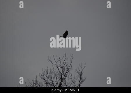 Silhouettes d'oiseaux dans la région de York, en Pennsylvanie, au cours de l'automne Banque D'Images