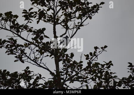 Silhouettes d'oiseaux dans la région de York, en Pennsylvanie, au cours de l'automne Banque D'Images