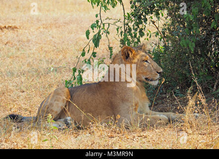 Lion couché dans l'ombre de Murchison Falls National Park dans l'Ouganda. Banque D'Images