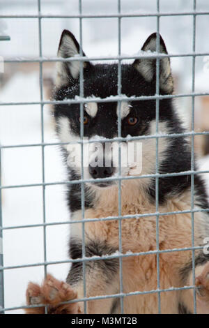 Regardant à travers les barreaux de Husky couverte de neige chenil, Kiruna, Suède Banque D'Images