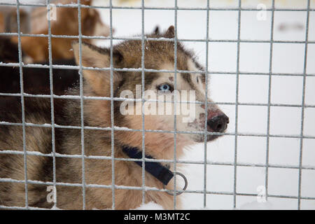 Regardant à travers les barreaux de Husky couverte de neige chenil, Kiruna, Suède Banque D'Images