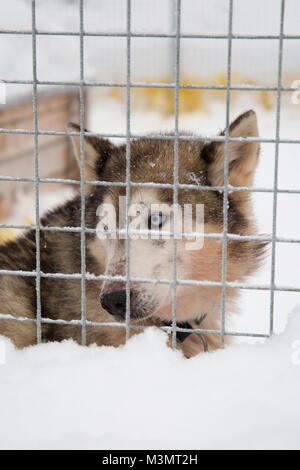 Regardant à travers les barreaux de Husky couverte de neige chenil, Kiruna, Suède Banque D'Images