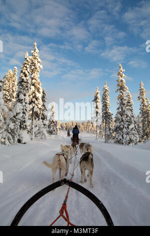 Vue arrière du traîneau huskies tirant à travers le paysage couvert de neige, Kiruna, Suède, février 2018 Banque D'Images