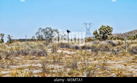 Joshua Tree National Park prises en 2015 Banque D'Images