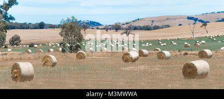 Vue panoramique sur les balles de foin sur un paddock de campagne Banque D'Images