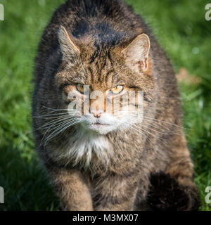 Chat sauvage écossais, (Felis silvestris) Prowling Banque D'Images