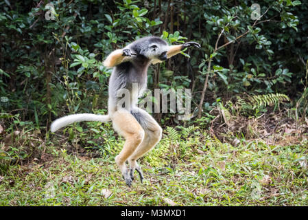 Diademed Sifaka dansant (Propithecus diadema), Madagascar Banque D'Images