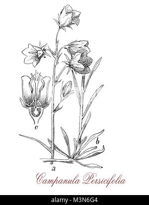 Campanula persicifolia vintage de gravure ou pêche-leaved bellflower, la floraison plante commune dans les Alpes, avec bleu-lilas fleurs en forme de coupe Banque D'Images