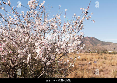 Amandiers en fleur, Costa del Azahar, Espagne Banque D'Images