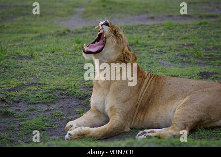 Femme lion yawning in Serengeti National Park, Tanzania. Banque D'Images