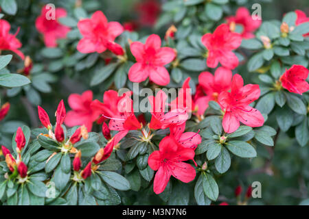 Délicates fleurs de camellia close-up. Félicitations aux femmes le 8 mars Banque D'Images