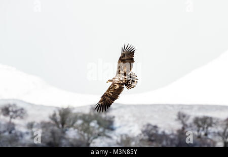 Jeune aigle à queue blanche volant avec des ailes réparties sur un paysage enneigé sur l'île de Mull, en Écosse, au Royaume-Uni. Nettoyer l'arrière-plan, espace pour la copie Banque D'Images