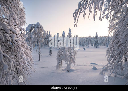Enneigé des forêts du nord de la Finlande Banque D'Images