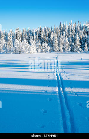 Des pistes de ski de fond dans les forêts autour de Ruka en Finlande Banque D'Images