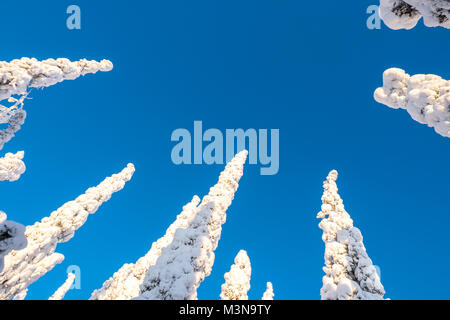 Snow laden arbres et ciel bleu dans une forêt finlandaise Banque D'Images