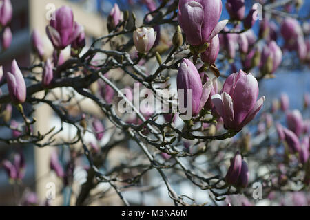 Fleurs roses de Magnolia - Naples Italie, Europe Banque D'Images
