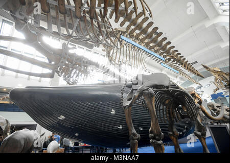 Les grands mammifères Hall à Natural History Museum de Londres, Angleterre, Royaume-Uni. 5 avril 2015 © Wojciech Strozyk / Alamy Stock Photo Banque D'Images