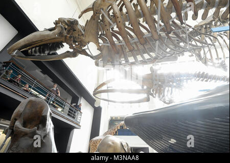 Les grands mammifères Hall à Natural History Museum de Londres, Angleterre, Royaume-Uni. 5 avril 2015 © Wojciech Strozyk / Alamy Stock Photo Banque D'Images