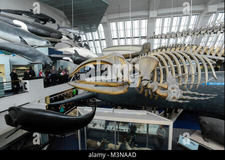 Les grands mammifères Hall à Natural History Museum de Londres, Angleterre, Royaume-Uni. 5 avril 2015 © Wojciech Strozyk / Alamy Stock Photo Banque D'Images