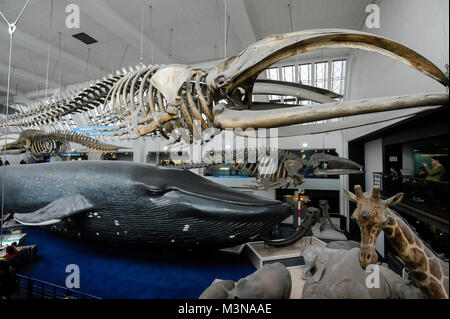 Les grands mammifères Hall à Natural History Museum de Londres, Angleterre, Royaume-Uni. 5 avril 2015 © Wojciech Strozyk / Alamy Stock Photo Banque D'Images