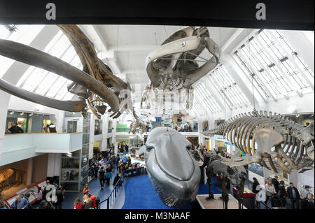 Les grands mammifères Hall à Natural History Museum de Londres, Angleterre, Royaume-Uni. 5 avril 2015 © Wojciech Strozyk / Alamy Stock Photo Banque D'Images