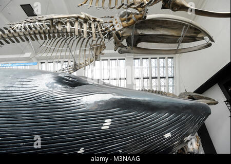 Les grands mammifères Hall à Natural History Museum de Londres, Angleterre, Royaume-Uni. 5 avril 2015 © Wojciech Strozyk / Alamy Stock Photo Banque D'Images