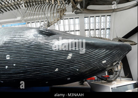 Les grands mammifères Hall à Natural History Museum de Londres, Angleterre, Royaume-Uni. 5 avril 2015 © Wojciech Strozyk / Alamy Stock Photo Banque D'Images