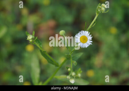 Petite Fleur Daisy ressemble à un triste visage fronçant Banque D'Images