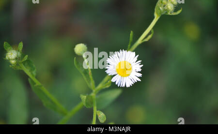 Petite Fleur Daisy ressemble à un triste visage fronçant Banque D'Images