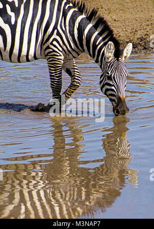 Zebra dans le sud de l'eau potable de plaines du Serengeti de Tanzanie Banque D'Images