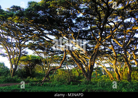 Roit d'or au petit matin sur umbrella thorn acacia arbres sur la jante de cratère du Ngorongoro en Tanzanie. Banque D'Images