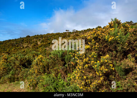 Commune de floraison ou d'ajoncs Ulex europaeus Banque D'Images