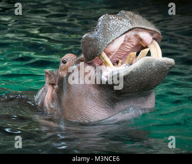 Hipopopotamus avec bouche ouverte montrant des dents (Hipopopotamus amphibius) Banque D'Images