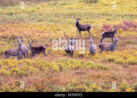 Les cerfs sauvages errent dans les montagnes de l'Ecosse avec un cerf et biches Banque D'Images