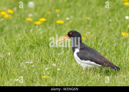 L'Huîtrier d'oiseaux échassiers eurasien (Haematopus ostralegus) perché dans une prairie en fleurs, coloré, chantant de nourriture et appelant au printemps seaso Banque D'Images