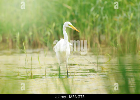 Close-up d'une grande aigrette Ardea alba de nourriture des oiseaux de la sauvagine et la chasse dans les zones humides vert de roseaux et de l'eau Banque D'Images