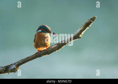 Un gros plan d'un martin-pêcheur (Alcedo atthis) perché sur une branche de nourriture et la pêche durant le printemps à la lumière du soleil tôt le matin. Focus sélectif est utiliser Banque D'Images